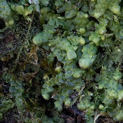 Porella platyphylla (wall scalewort)